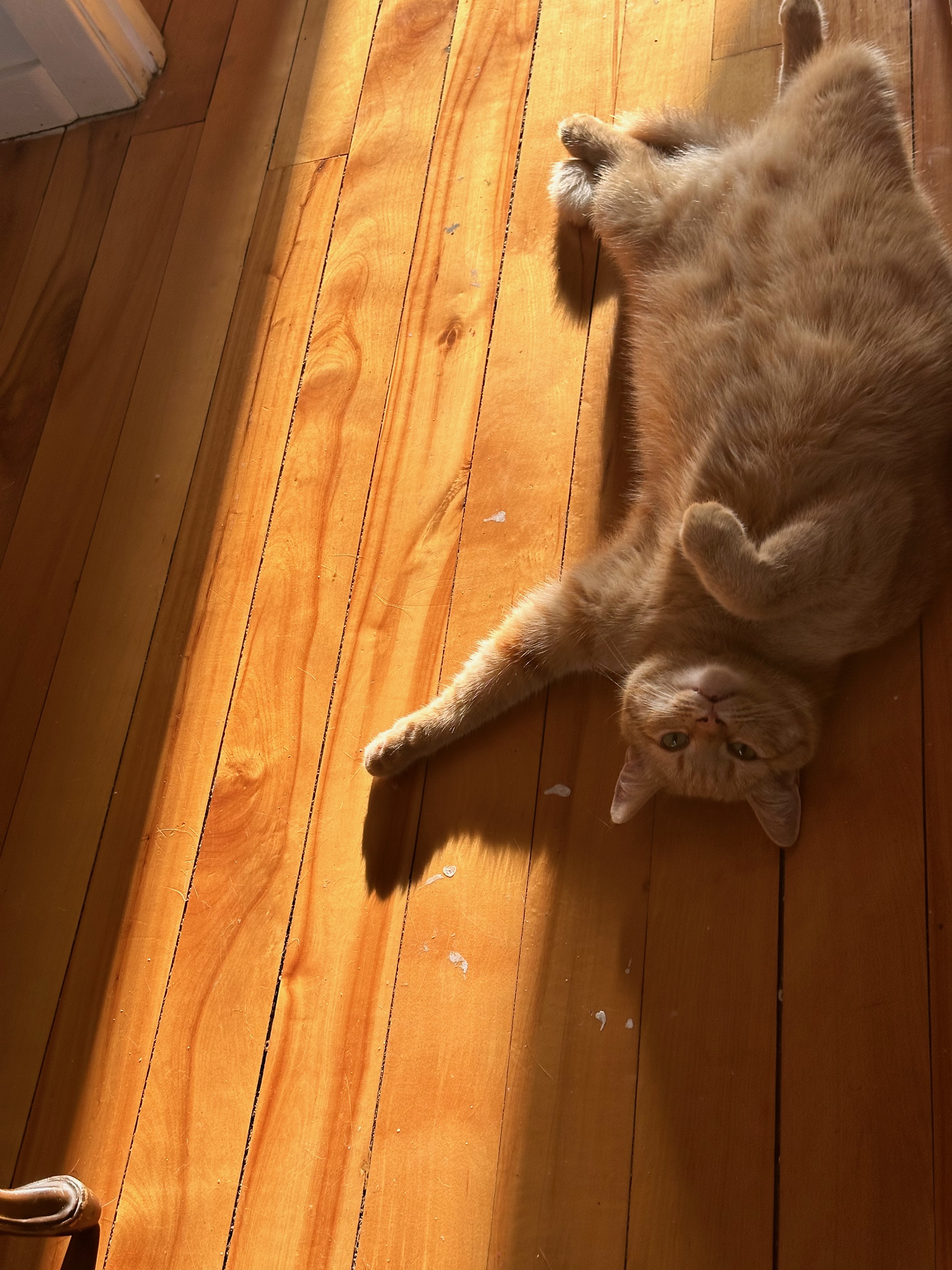 Lilliane Verner A Ginger Cat Pose 11