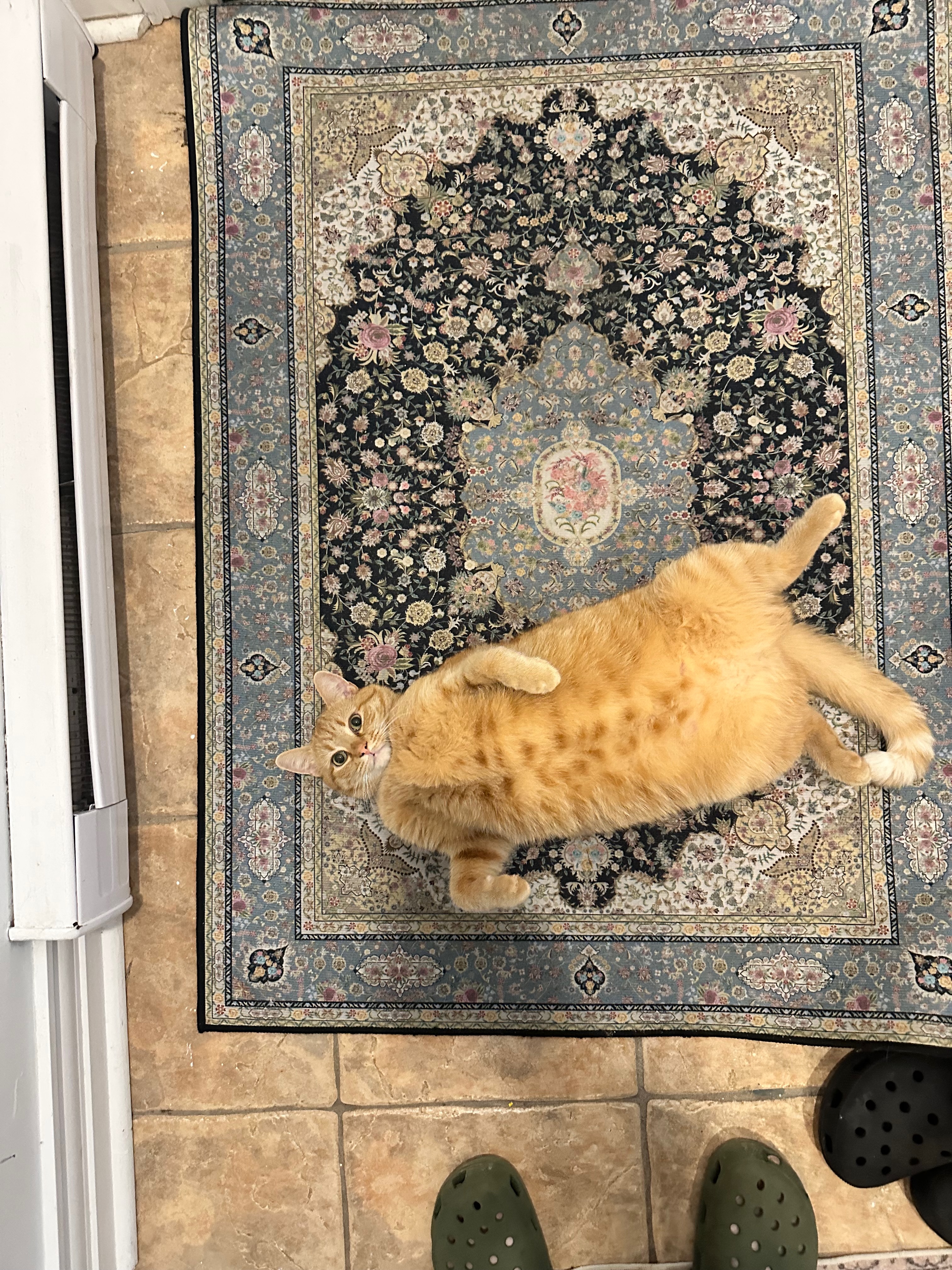 Lilliane Verner A Ginger Cat Pose 13