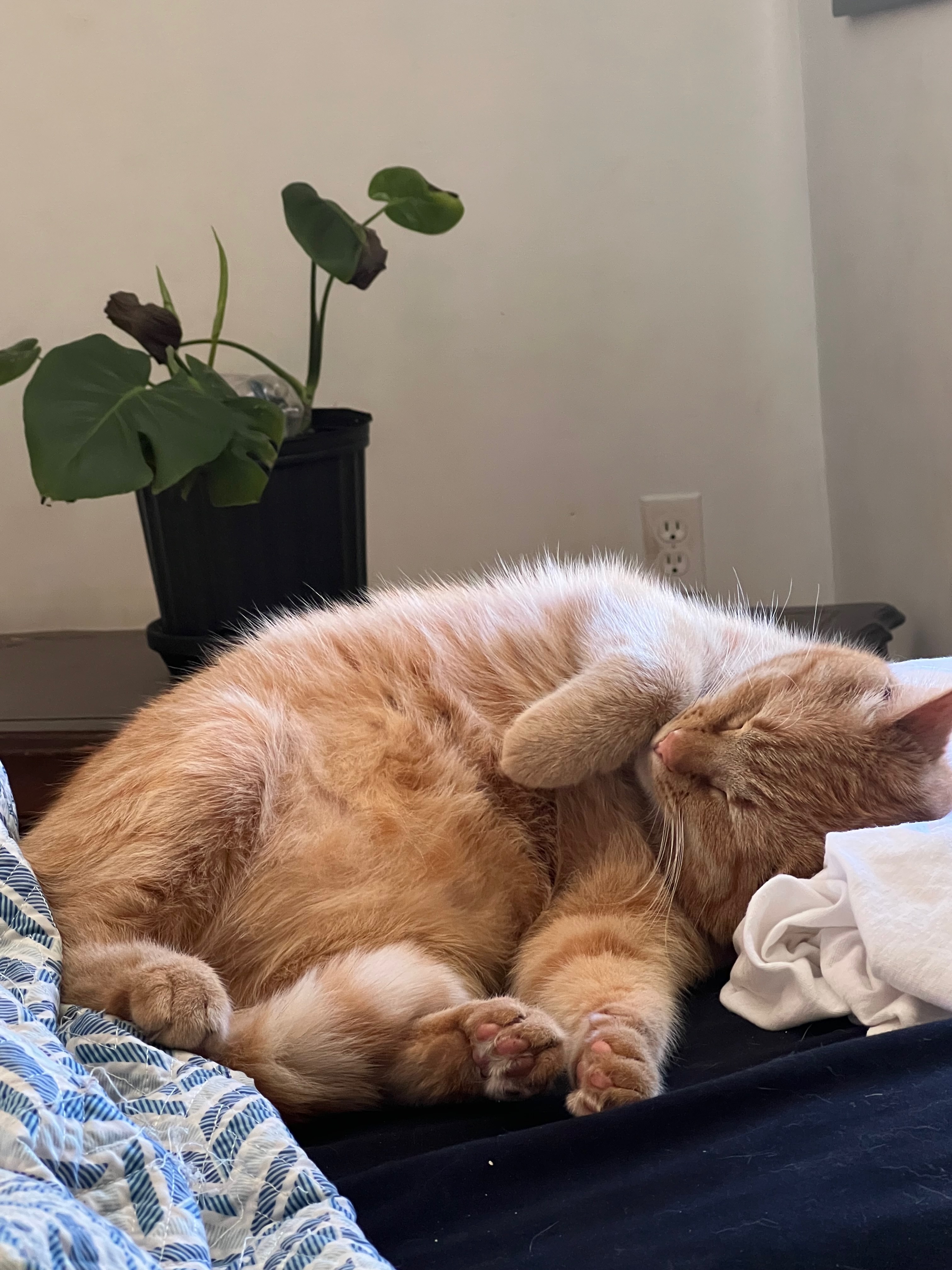 Lilliane Verner A Ginger Cat Pose 4
