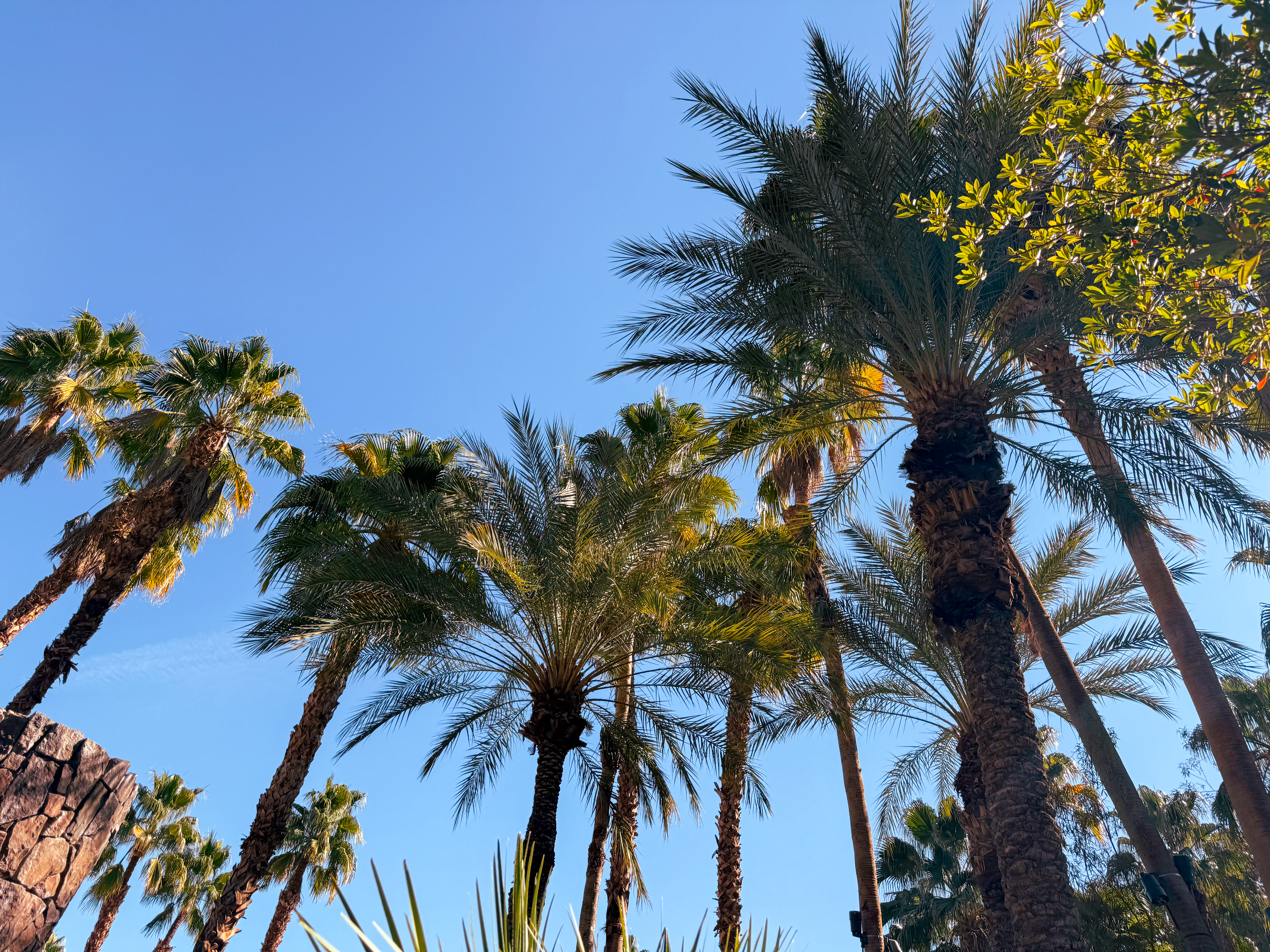 Resort Palm Trees