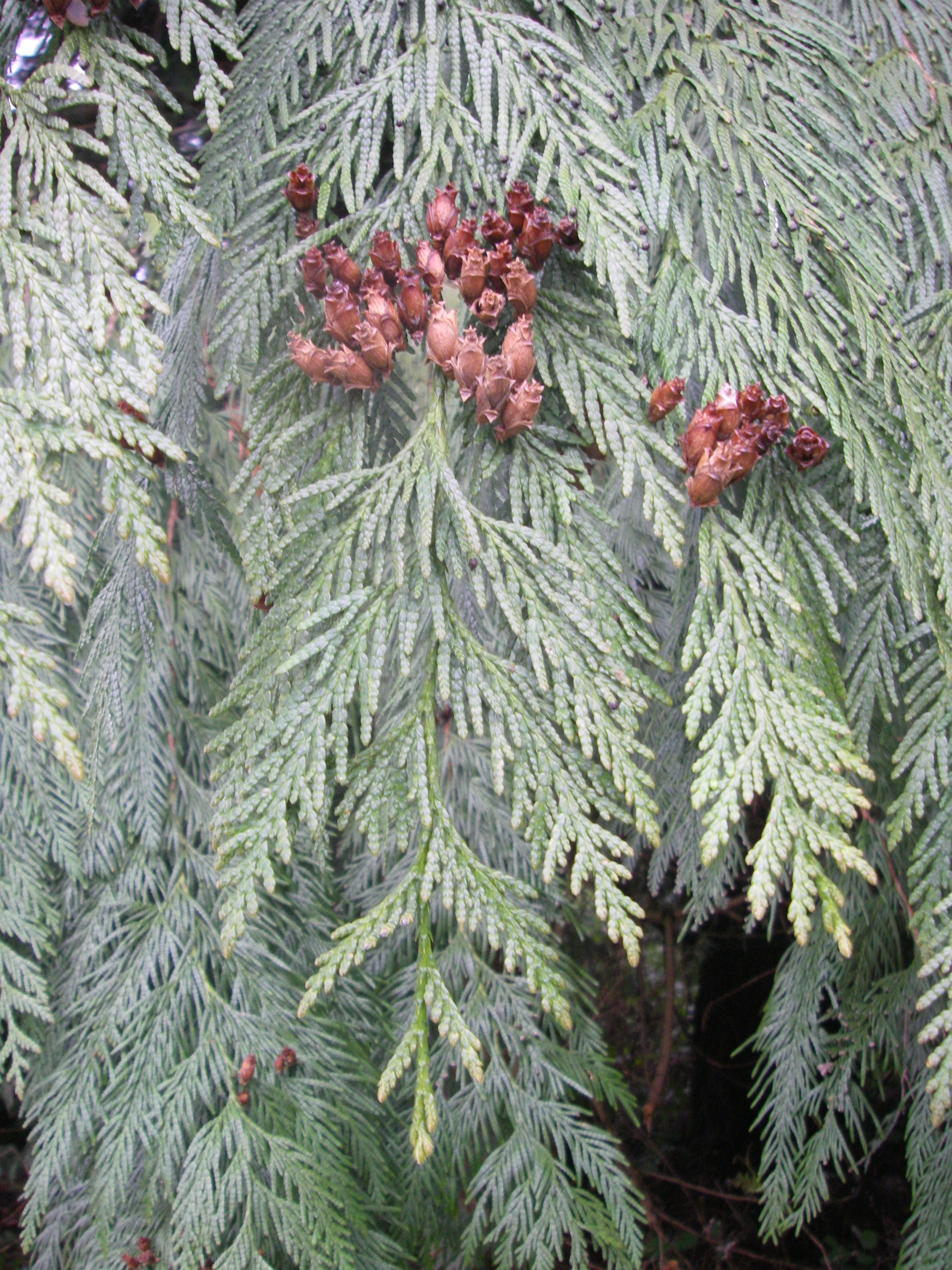 pics Western Red Cedar Leaves native plants pnw
