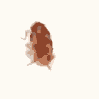 photo Cockroach Dancing Gif Transparent amino apps