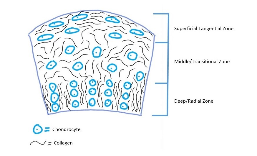 What is the difference between chondrocytes and osteocytes