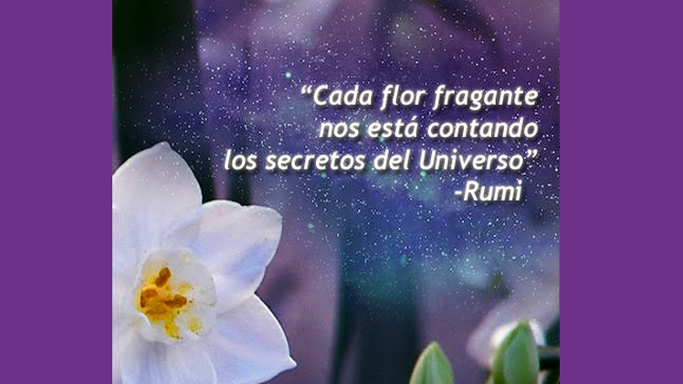 picture Frases De Rumi Sobre La Vida las mejores frases y reflexiones de rumiplaneta holistico terapias holisticas y alternativas espiritualidad cursos con salida laboral