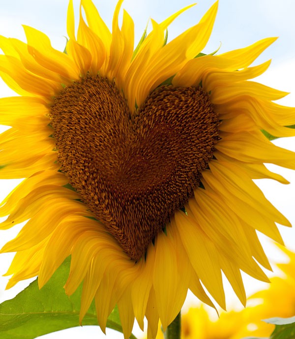 Symbolic sunflower meaning and sunflower insight on whats-your-sign