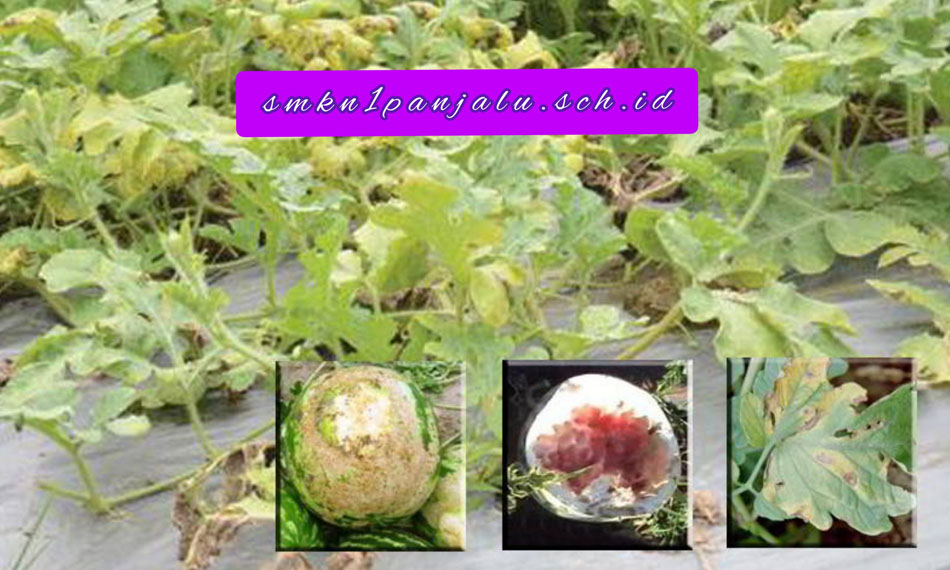 Cara Menangani Hama dan Penyakit Tanaman Semangka - SMKN 1 PANJALU