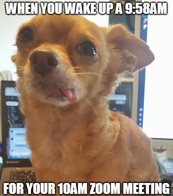 pix Funny Memes Pfps For Zoom funny memes pfps for zoom novocom top