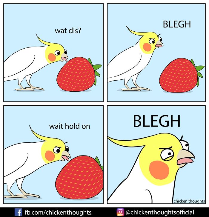 wallpapers Birb Memes Chicken Thoughts success life lounge
