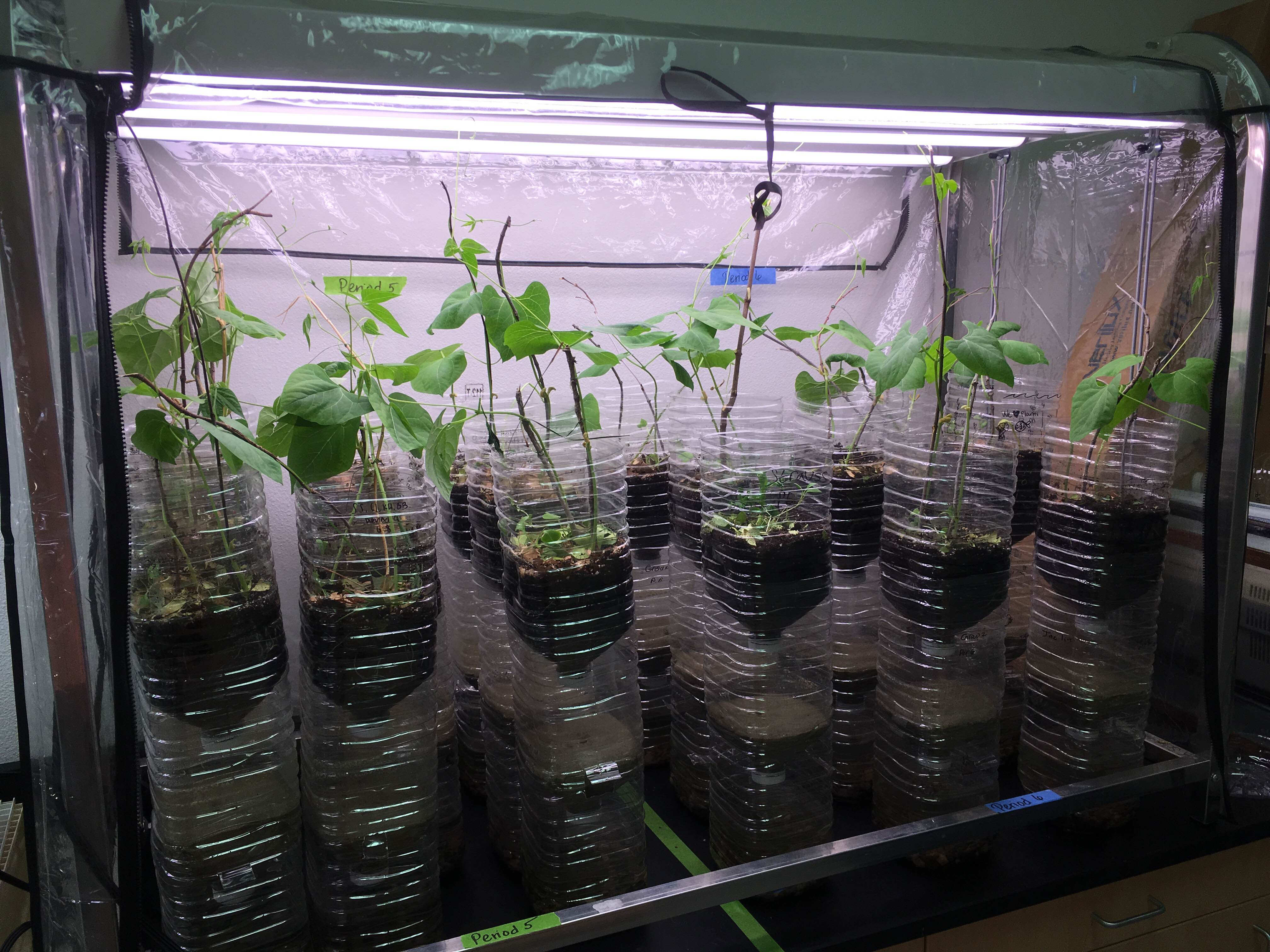 Ecocolumns Lab Teaching Ap Science - Sunset Designs - Elegant Mobile Collection