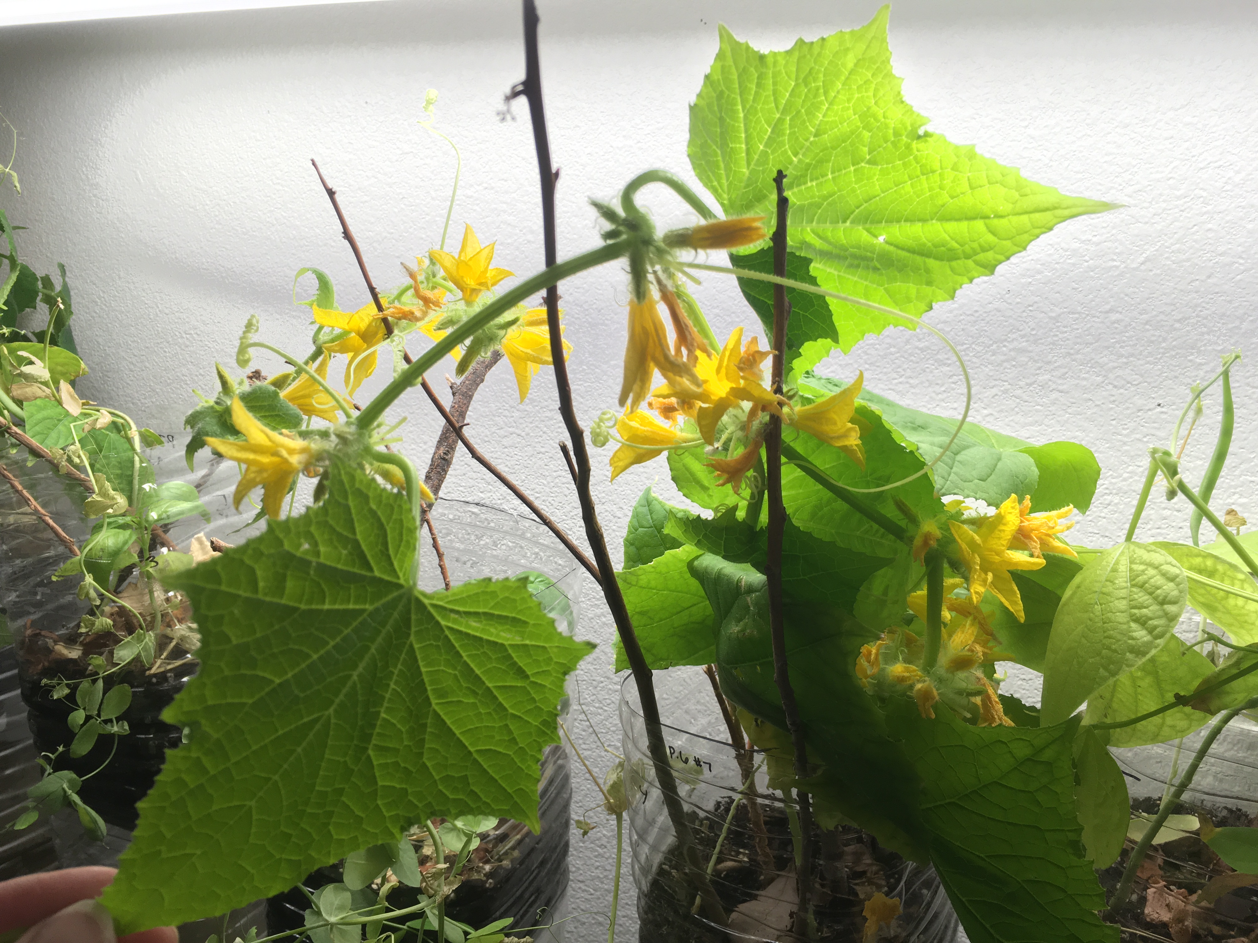 Ecocolumns Lab Teaching Ap Science - Download Incredible Colorful Image | Mobile