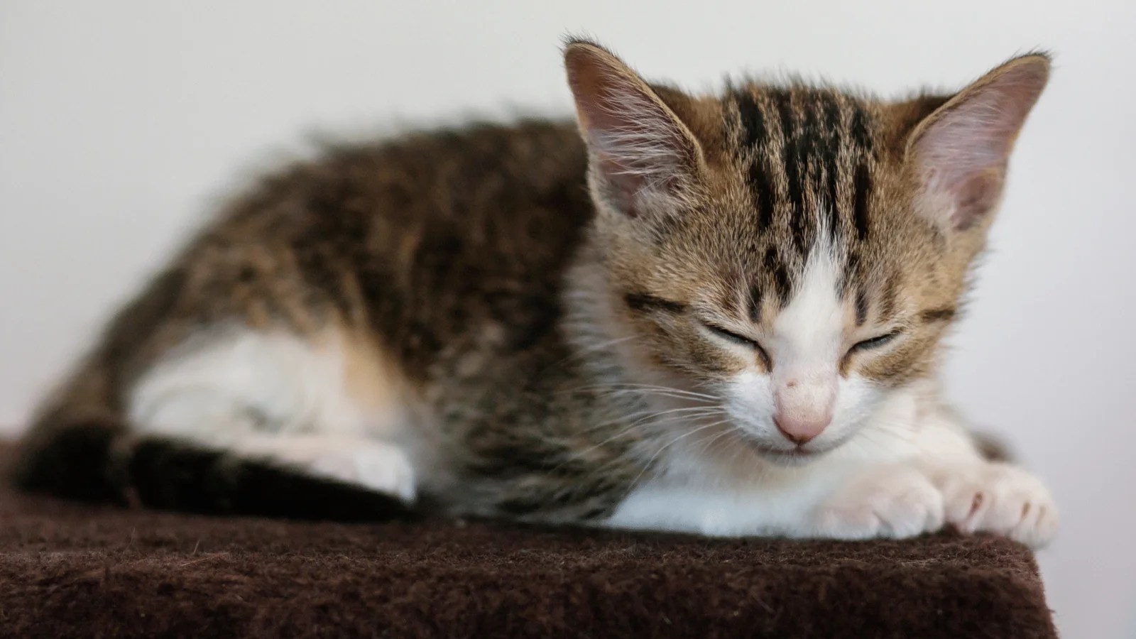 The complete guide to fading kitten syndrome: