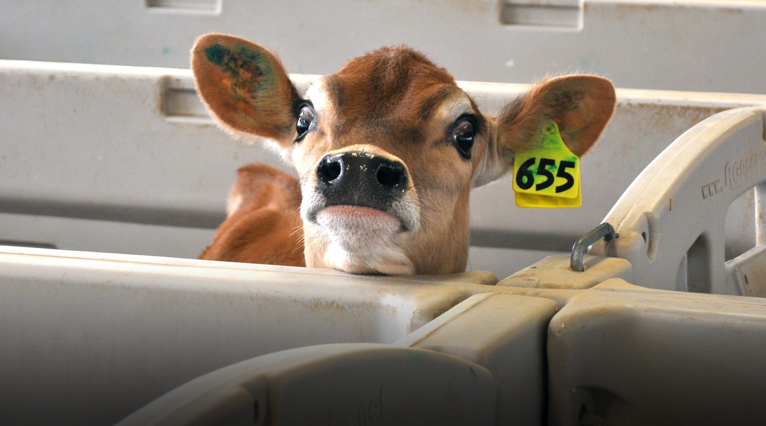 100 Dna Pure Mini Jersey Cows Originating from Jersey in the Channel Islands Jersey cattle are renowned for their versatility as well as their high quality milk that can be used in the production of a wide range of dairy products.