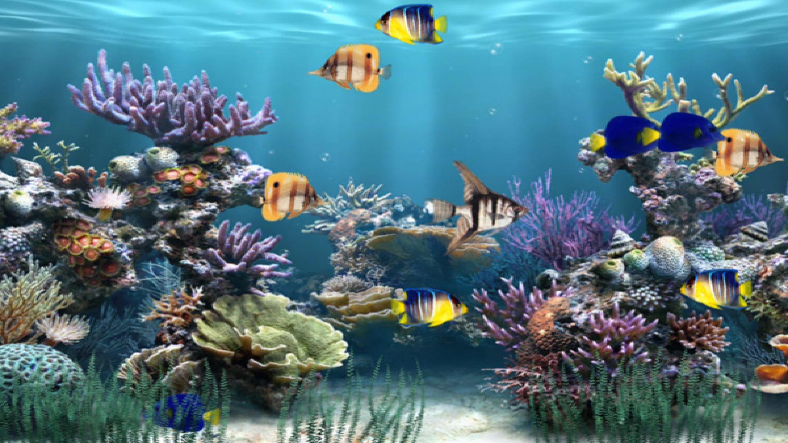 Collectie 54 moving animated screensavers free gratis