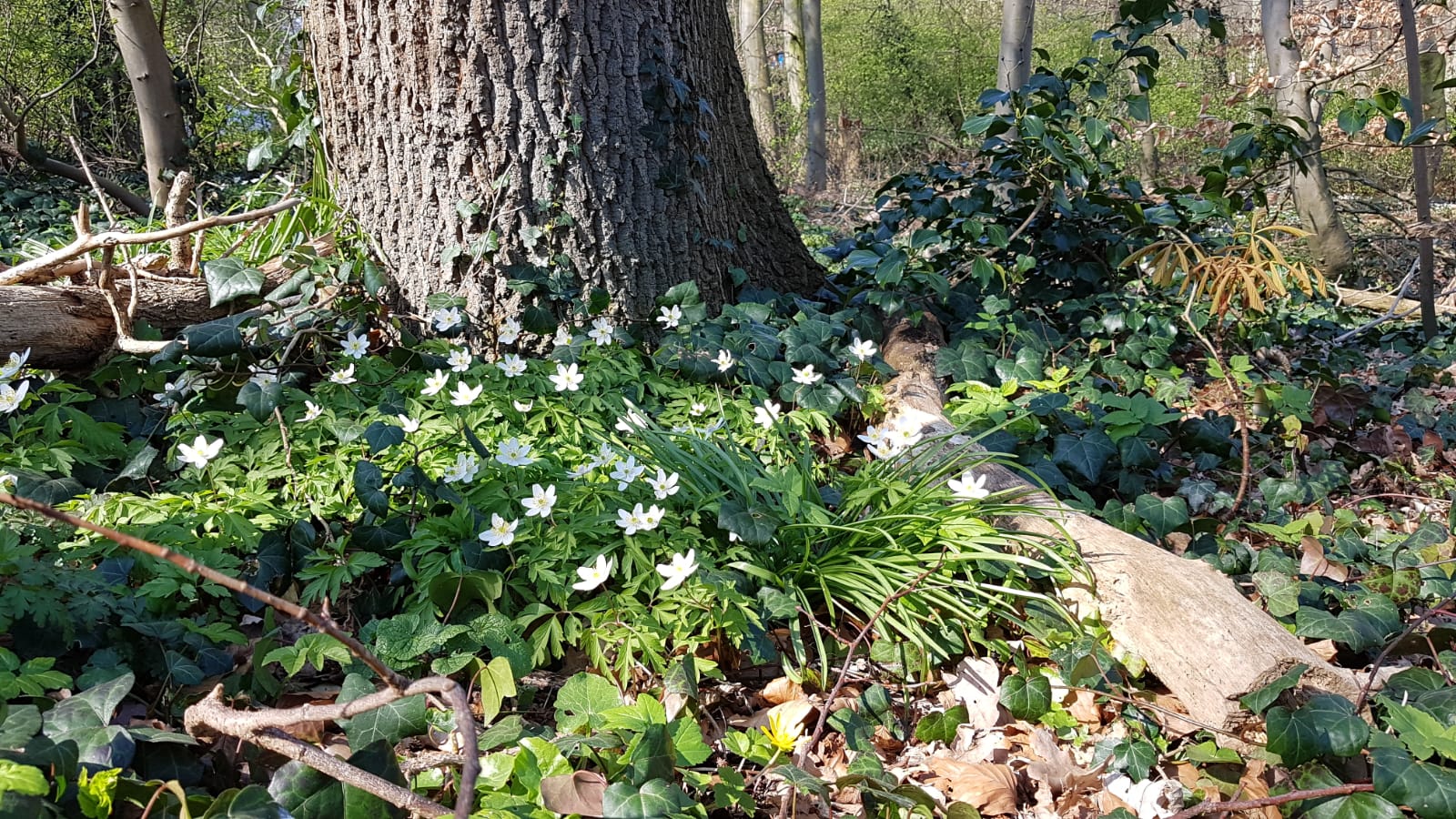 view 22 cottagecore wallpaper laptop anime kodomo wallpaper on cottagecore anime wallpapers