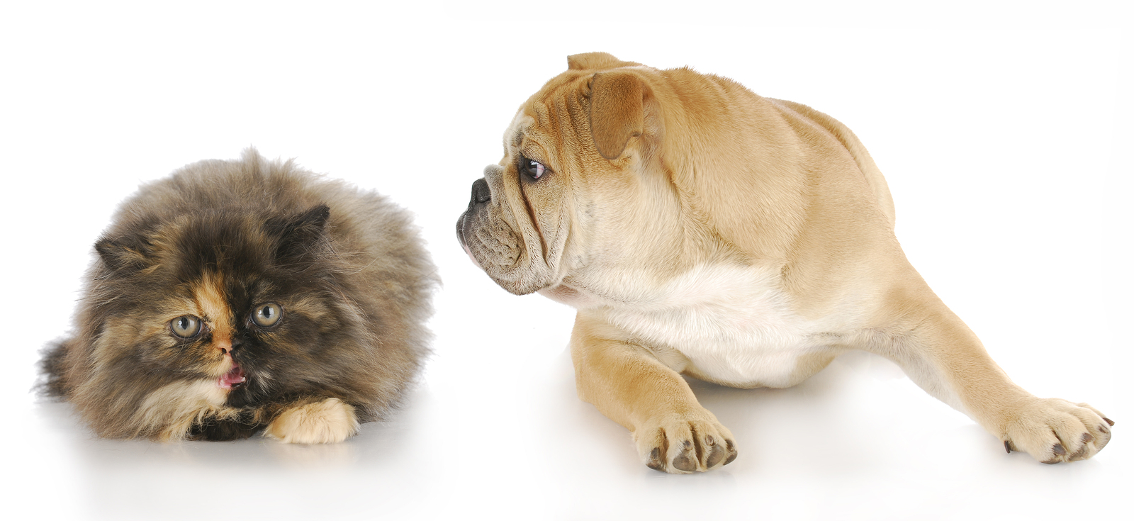 photo Pictures Of Dogs And Cats Fighting four paws pet sitting