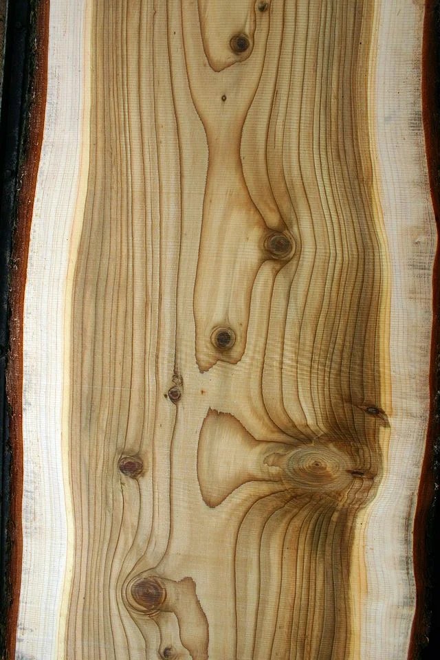 Ayo, kenali kayu cedar atau aras lebih dekat!