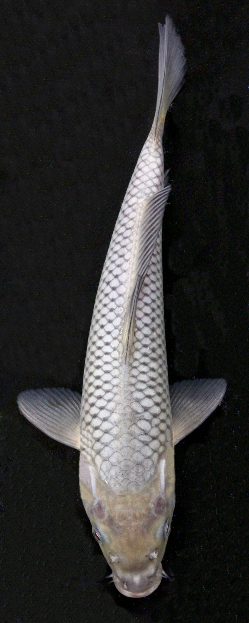 picture Grey Ochiba Koi blue ridge koi goldfish