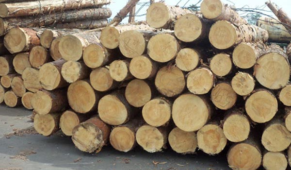 Update Lengkap Harga Kayu Sengon Dan Jabon Daftar Harga Tarif Belum dipotong ongkos tebang dan angkutan ke pabrik anggap saja biaya tebang angkut 20 persen sd 30 persen maka per pohon balsa bersih akan.