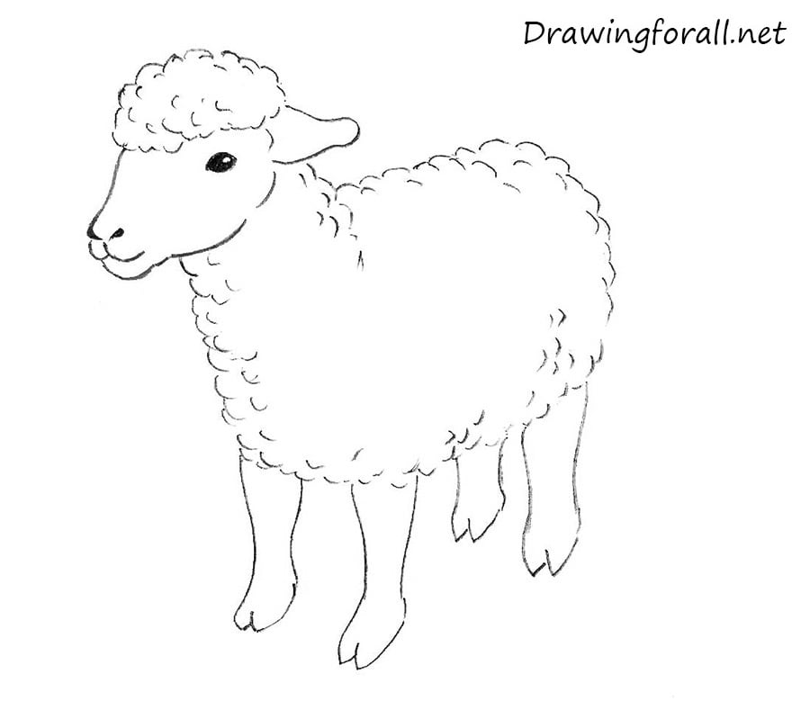 pix Lamb Images For Drawing drawingforall net