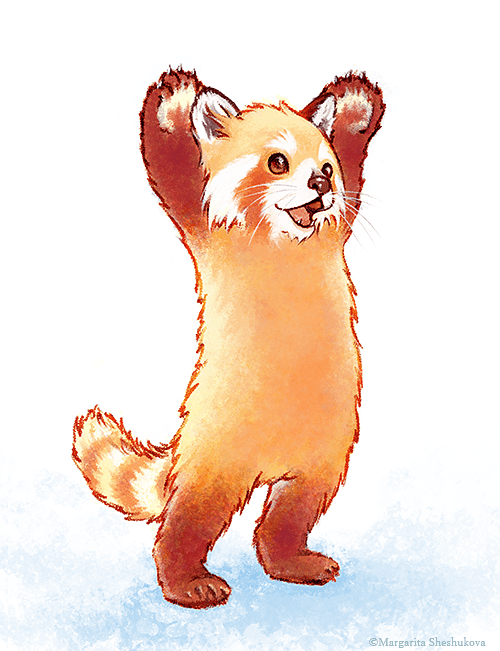 pics How To Draw A Realistic Red Panda Step By Step drawing skill