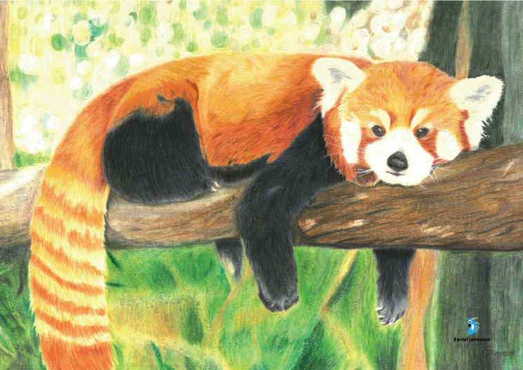 images How To Draw A Realistic Red Panda Step By Step drawing skill
