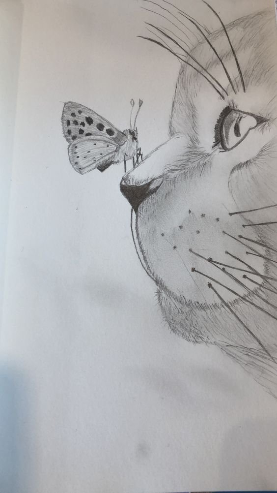 pics Butterfly Creative Pencil Sketch Drawing drawing skill
