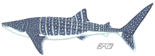 picture Whale Shark Drawing Outline elasmo research