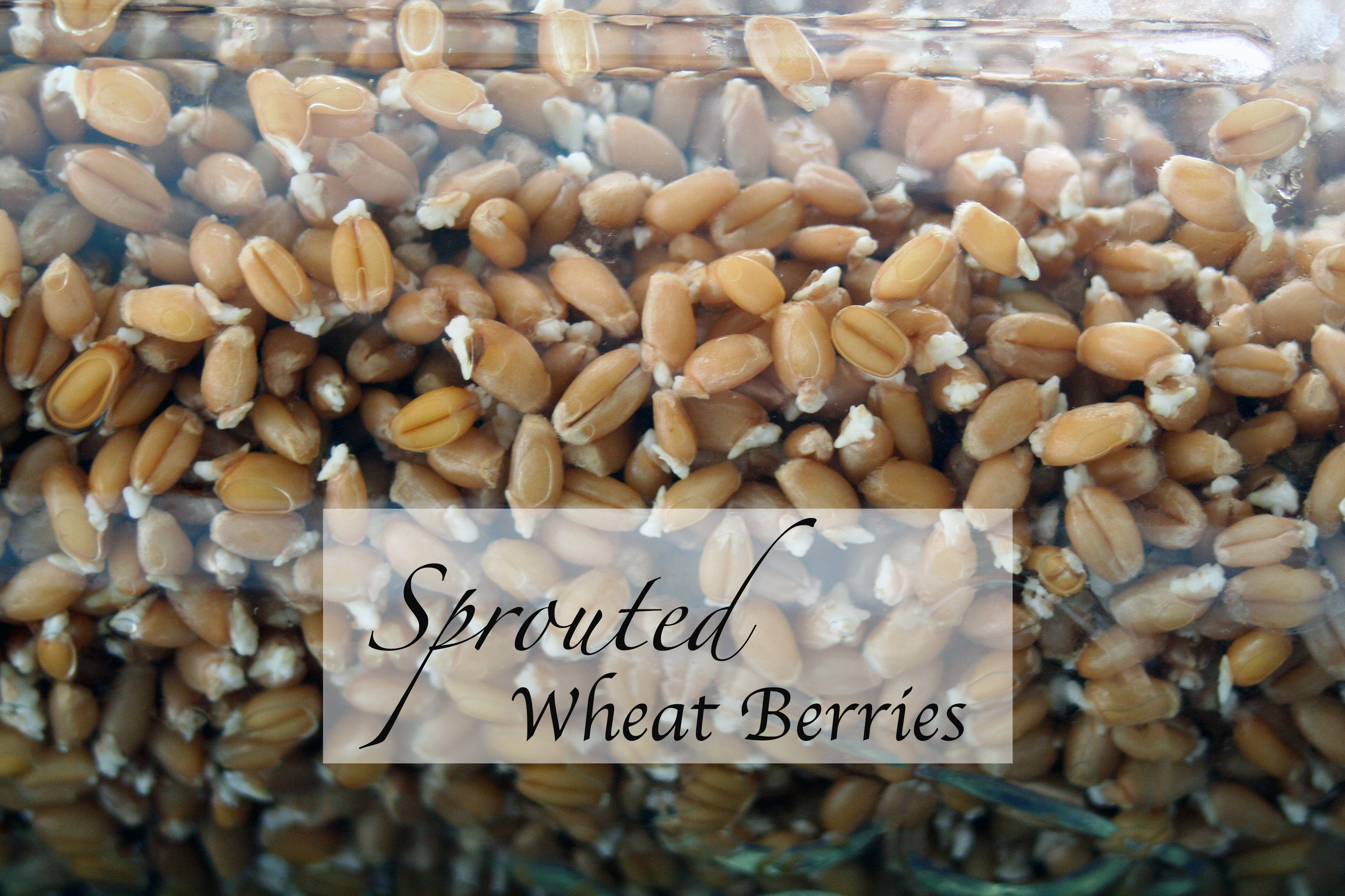 images Sprouting Wheat Berries For Flour sprouted wheat berries a tutorial grain mill wagon