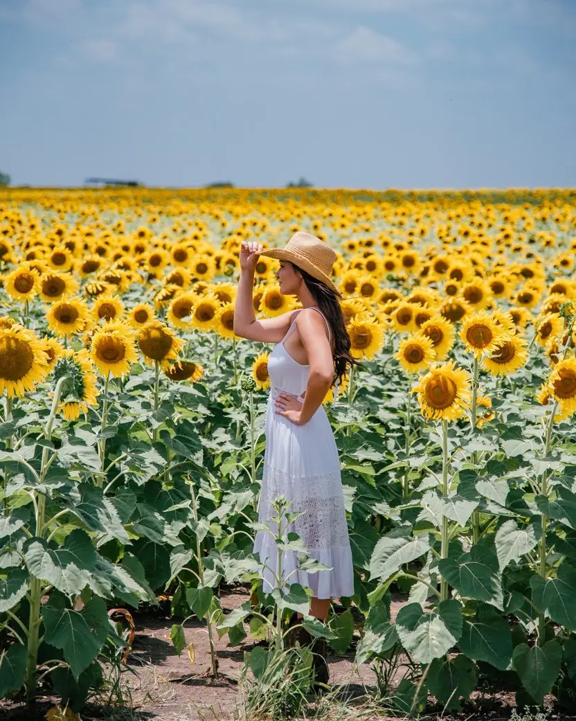 pics Flower Fields Near Me flower fields in dallas in 2021