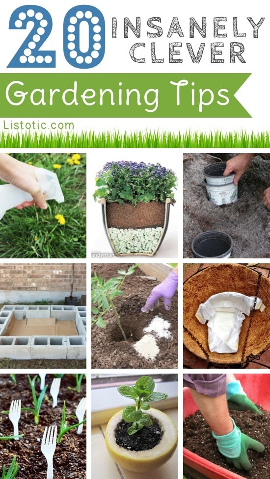 wallpapers Gardening Tips And Tricks celebrity news