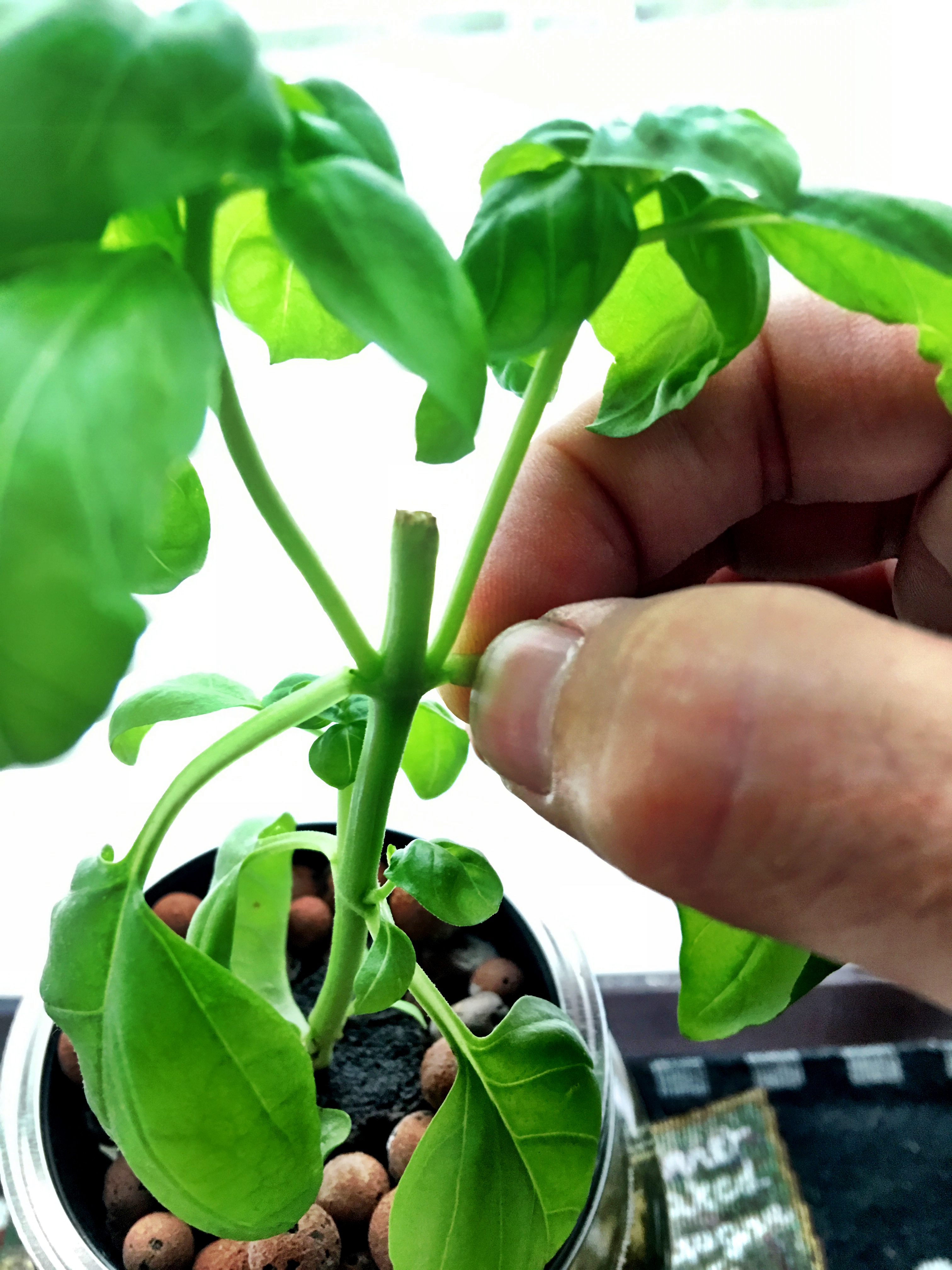 How to harvest basil to increase yields