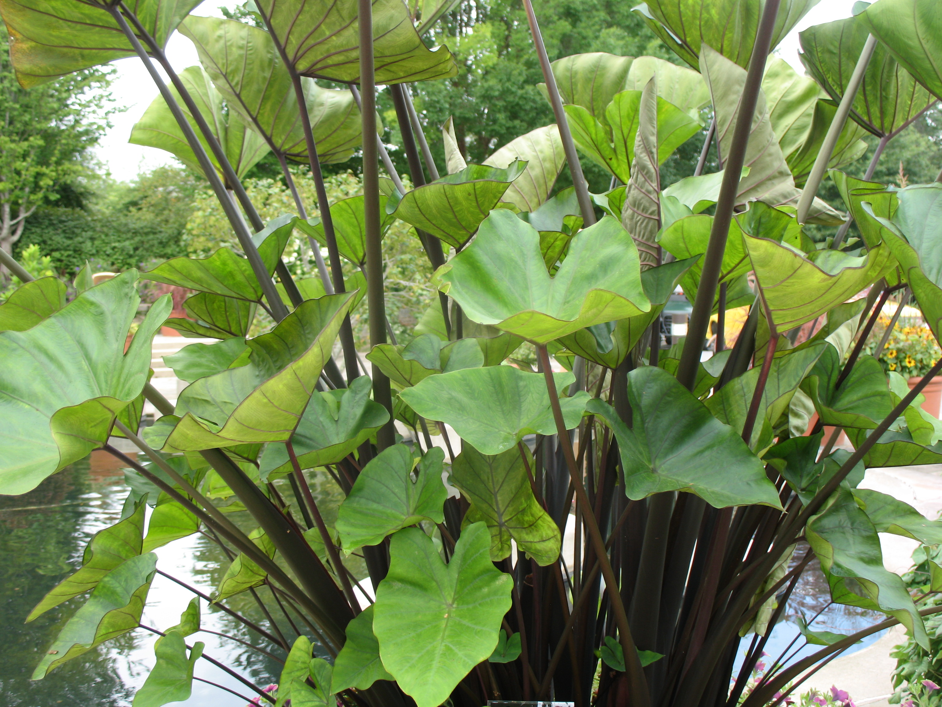 pics Coffee Cups Plant online plant guide colocasia esculenta coffee cups elephant ears