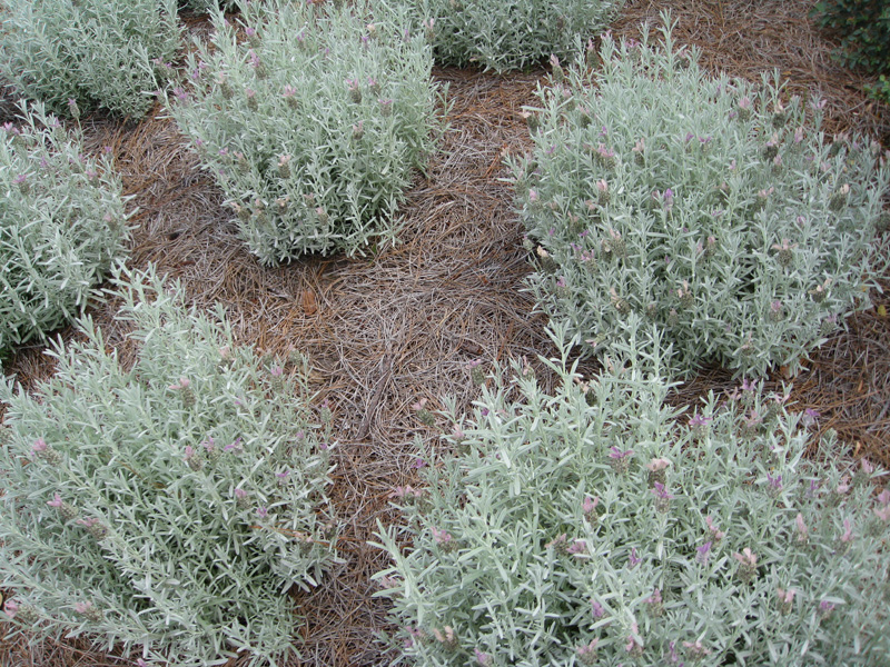 pic Anouk Spanish Lavender online plant guide