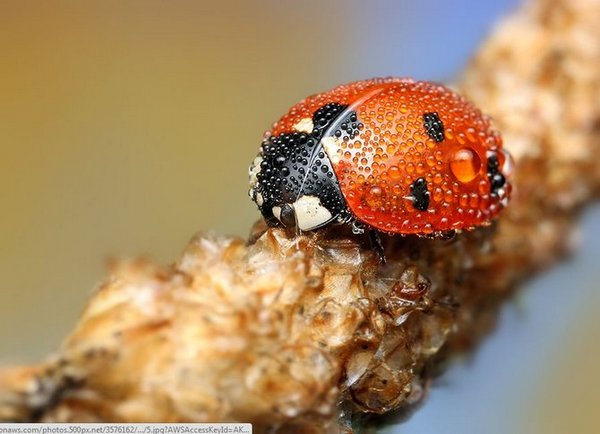 25+ 40 Most Breathtaking Insect Macro Photos of 2011 - Pixel77