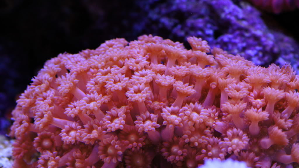 wallpapers Flowerpot Coral Will Not Open saltwater aquarium magazine