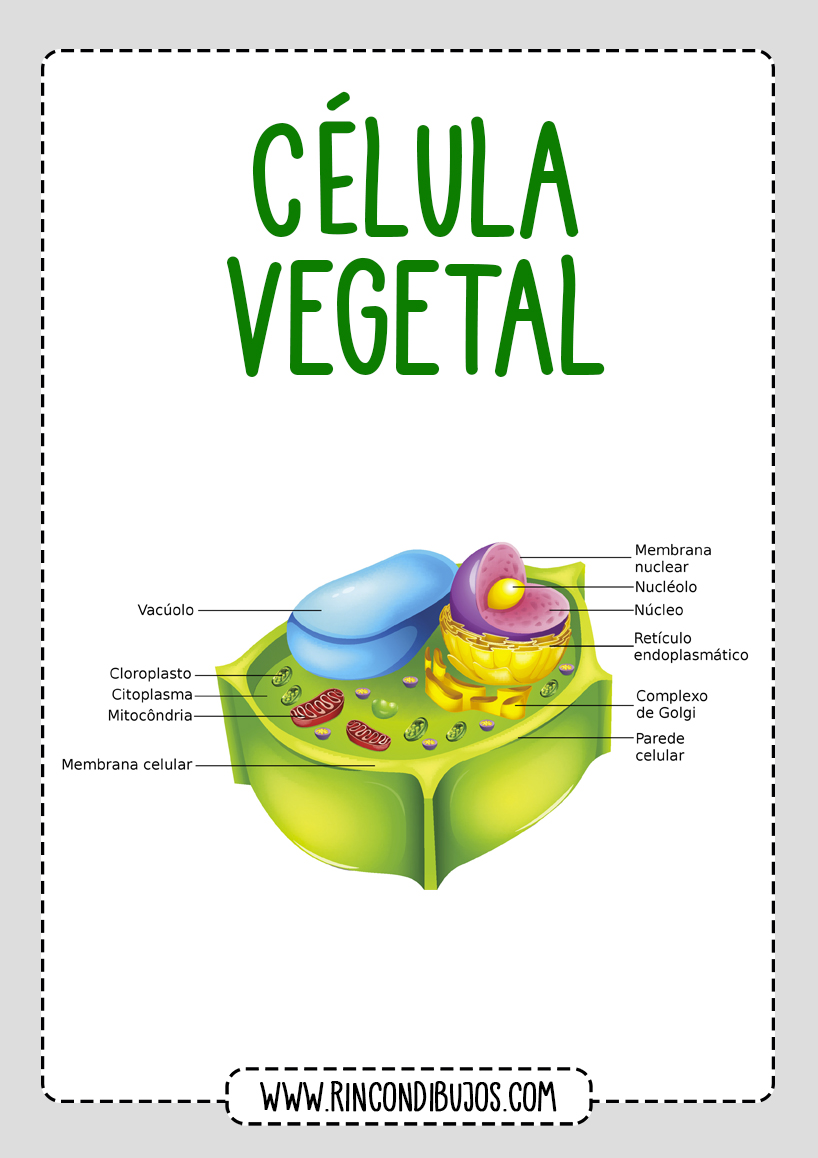 photo Celula Animal Y Vegetal Dibujo Facil dibujos de la celula animal y la celula vegetal