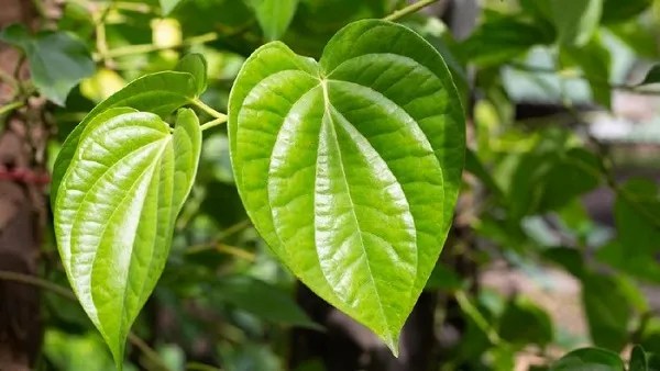 Cara mengobati benjolan di leher dengan daun sirih