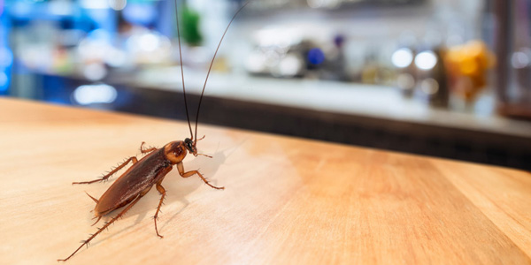 pics Pest Control Services scivee