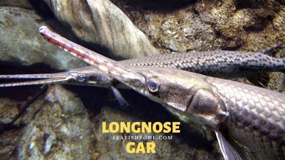 Meet The Gars Story Stephanie Brandt And Matt Thomas Illustrations Rick Hill 