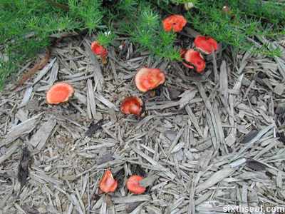 photo Identification Gymnopilus Purpuratus http sixthseal com category uncategorized page 21