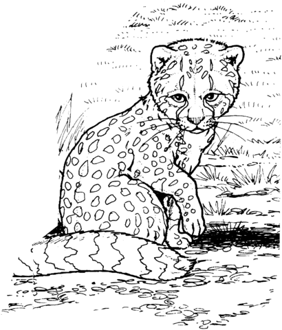 pix Baby Easy Cheetah Coloring Pages supercoloring com