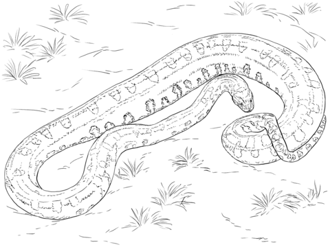 photo Serpiente Dibujo Realista Para Colorear dibujo de anaconda verde realista para colorear dibujos para colorear imprimir gratis