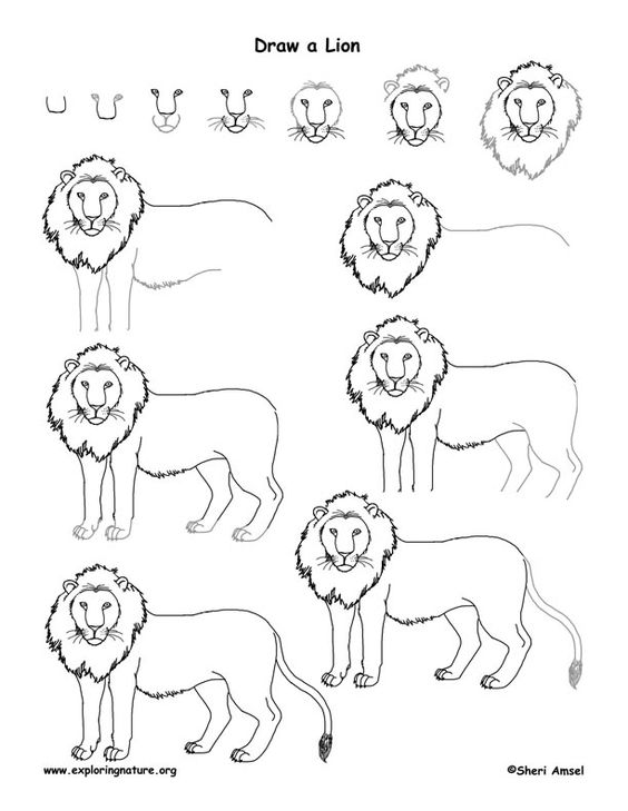 pics Step By Step Drawing For Kids Lion 15 tutorials and guides on how to draw a lion the things to draw journey