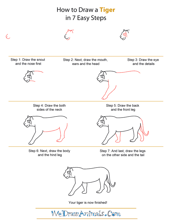 pic How To Draw Tiger Easy Step By Step we draw animals