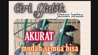 Cara Membedakan Gelatik Batu Gelatik Wingko Jantan Betina Lagu Mp3 Dan Video Mp4 Gratis 180_X_320_jpg