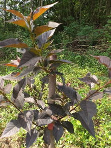 Pokok yang sudah terkenal sebagai campuran di dalam rendang ayam tua negeri srmbilan ini mempunyai berbagai warna namun warna choklat ini yg paling popular . çº¢å¶æ¨±æ¡ƒæ 'çš„æ¨±æ¡ƒ å›¾ç‰‡æœç´¢