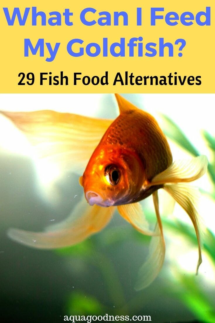 What Can You Feed Fish Other Than Fish Food Here Are Alternatives Flakes pallets are their main food.