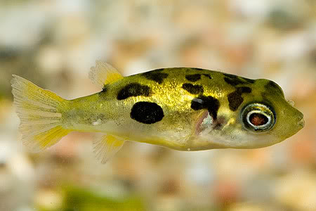 How To Keep Dwarf Puffers Practical Fishkeeg How To Keep Dwarf Puffers Practical Fishkeeg