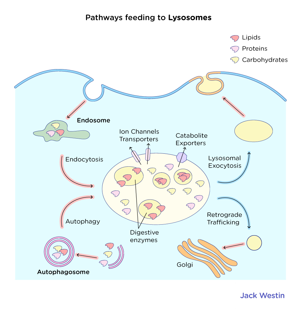 images Proteasome Vs Lysosome Mcat lysosomes membrane bound vesicles