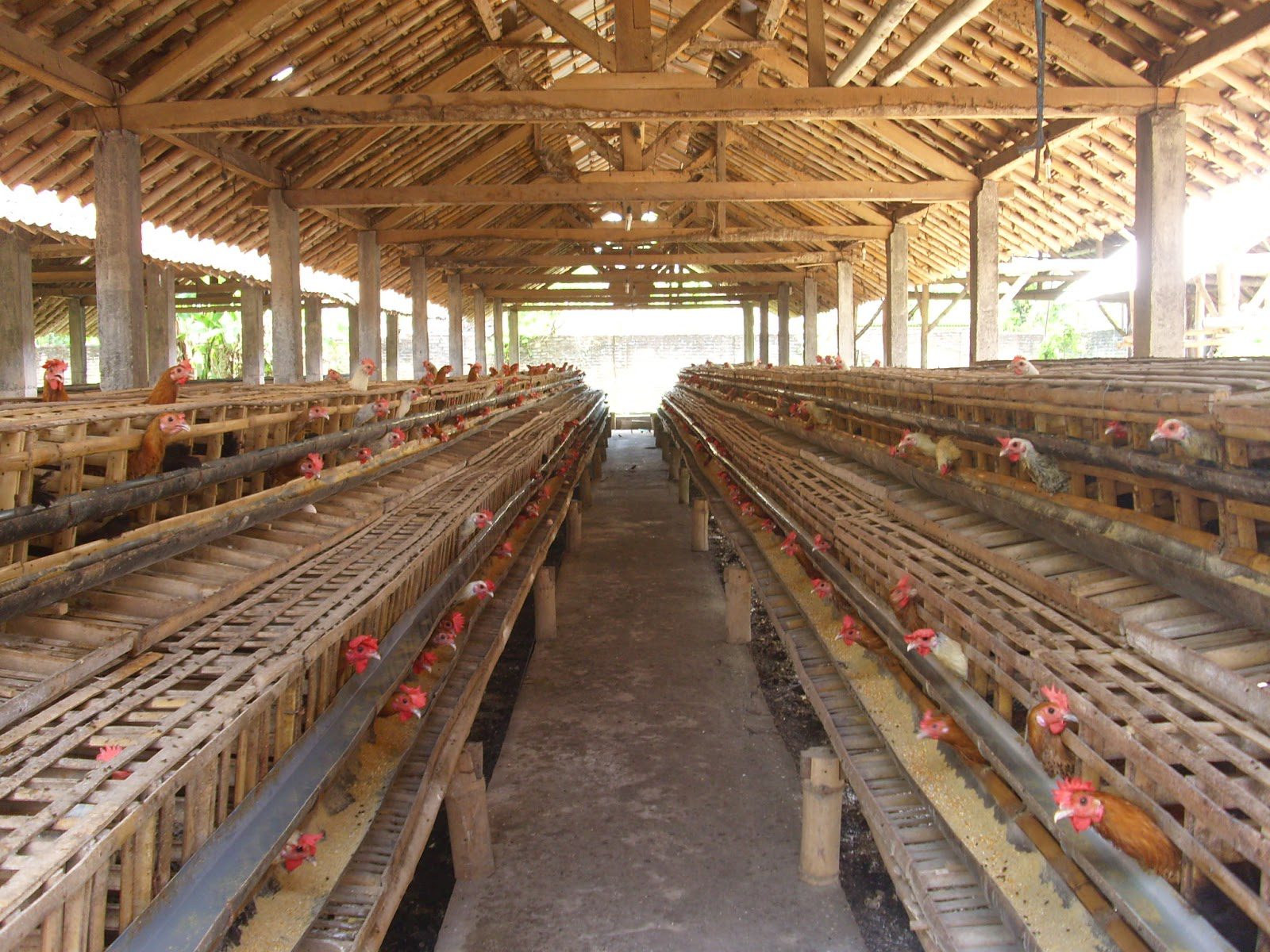 84 Foto Desain Kandang Ayam Petelur 500 Ekor Terbaik 